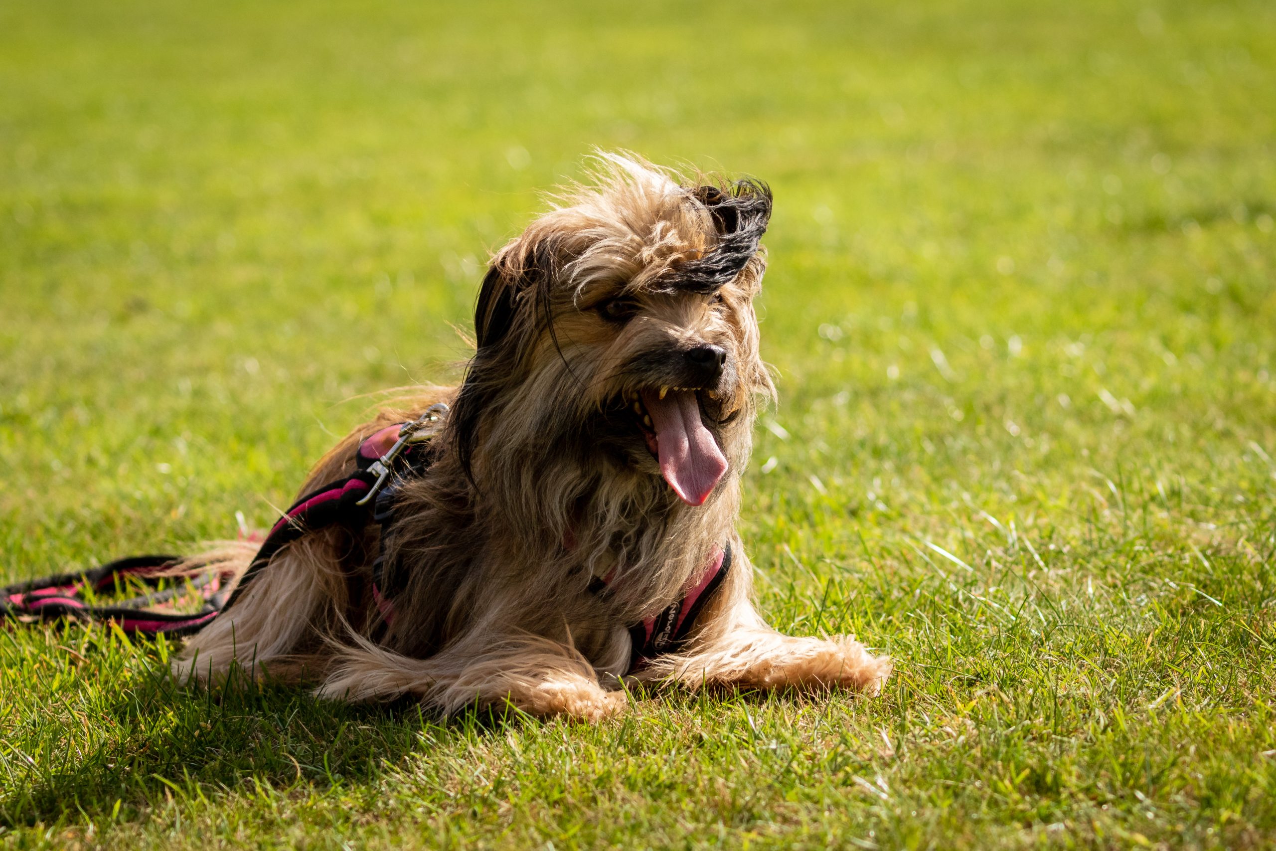 Contact Roger Chapman Photography