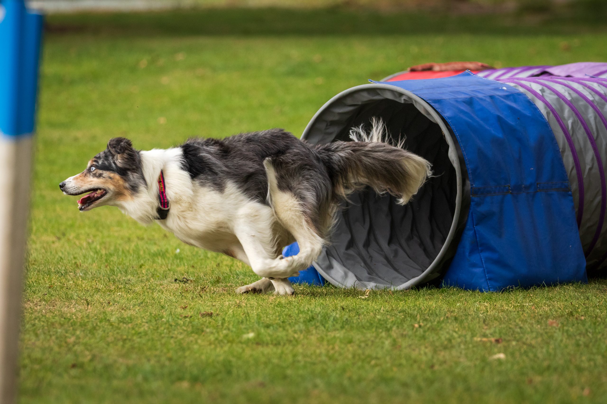 pet photography, dog agility training