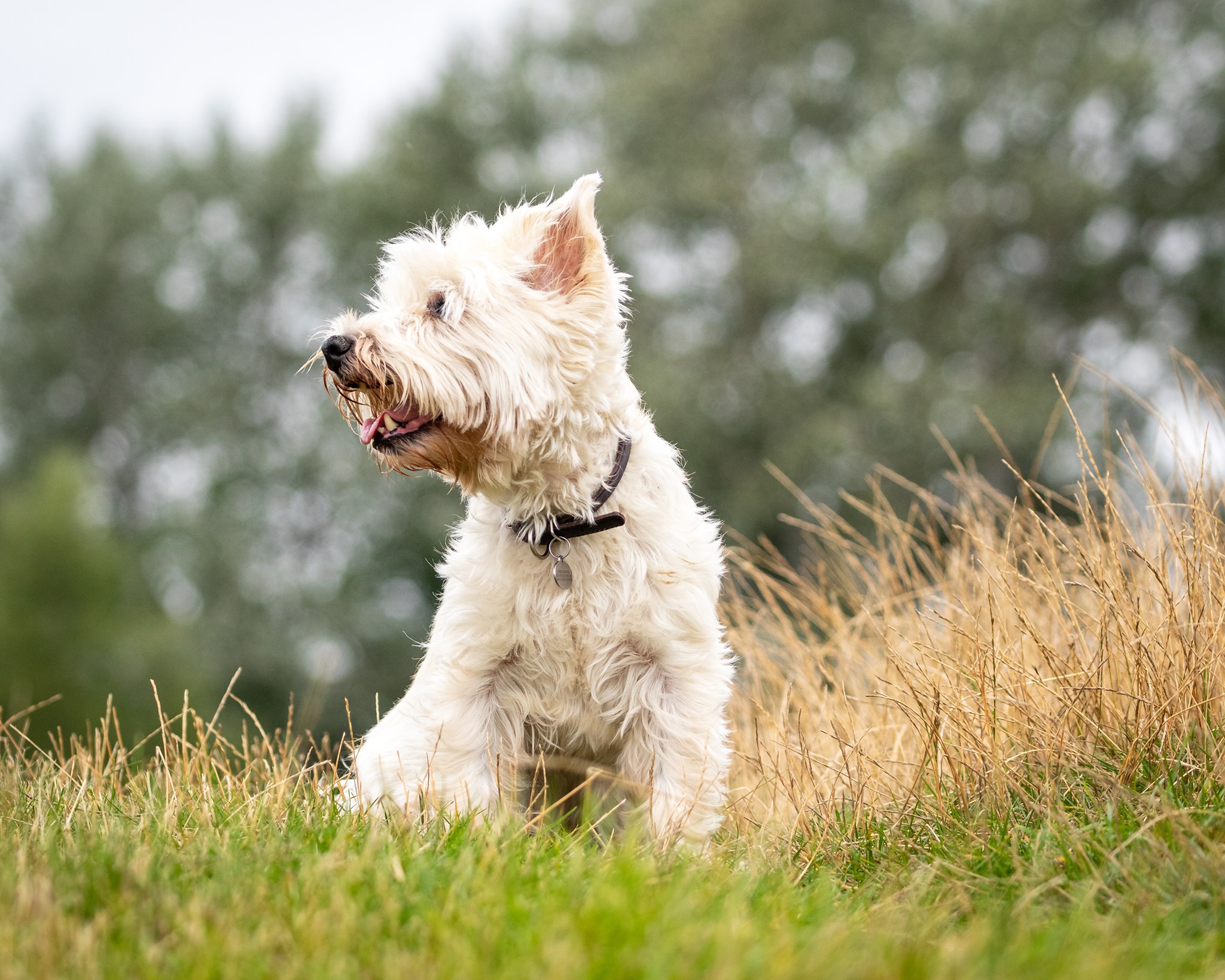 pet photography, Milo the blind westie